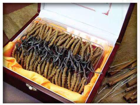 椰林镇冬虫夏草回收